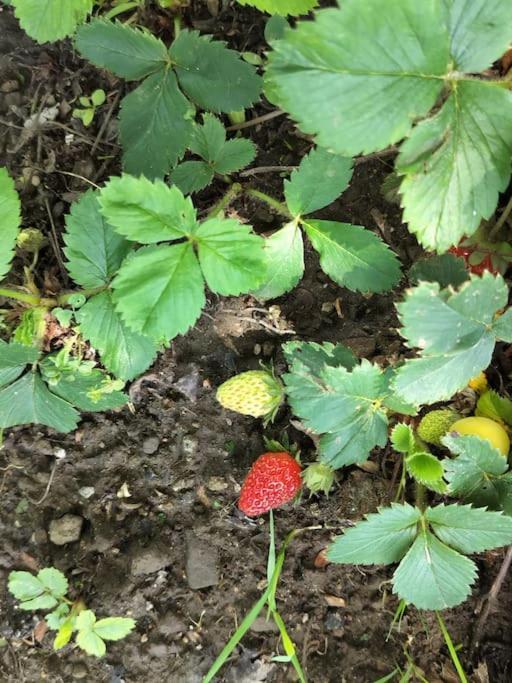 Finca Arep Alquiler Integro 6 Les Planes Les Planes d'Hostoles Buitenkant foto