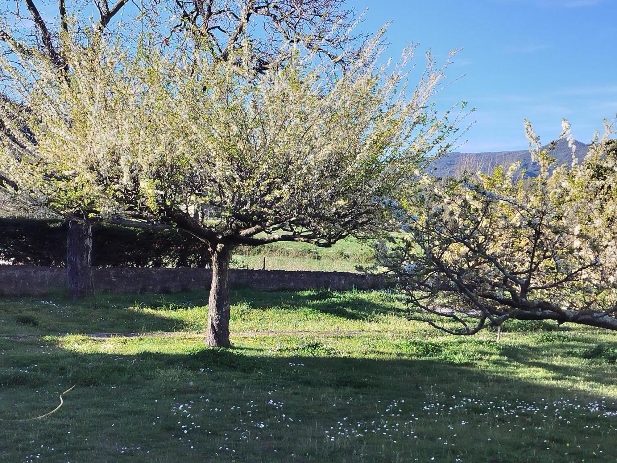 Finca Arep Alquiler Integro 6 Les Planes Les Planes d'Hostoles Buitenkant foto